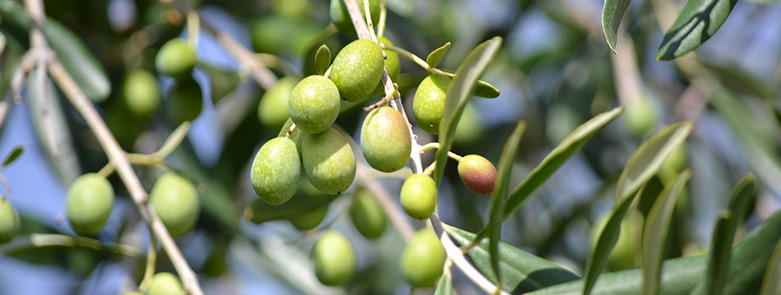 olive bio
