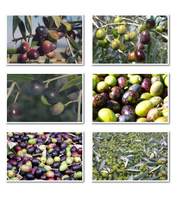 varietà oliva toscana
