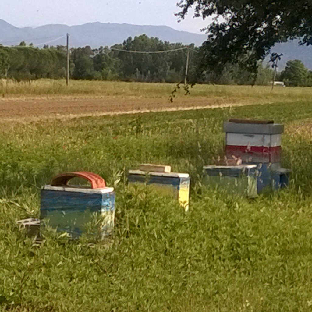 bottegheria miele la fattoria le prata