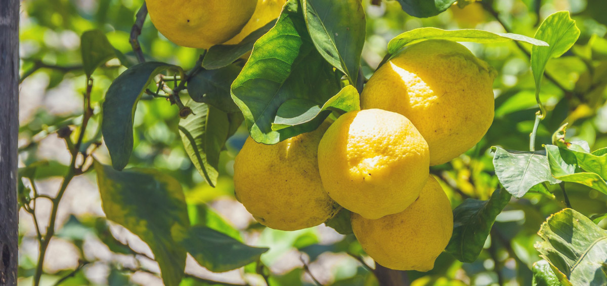limoncello vendita online